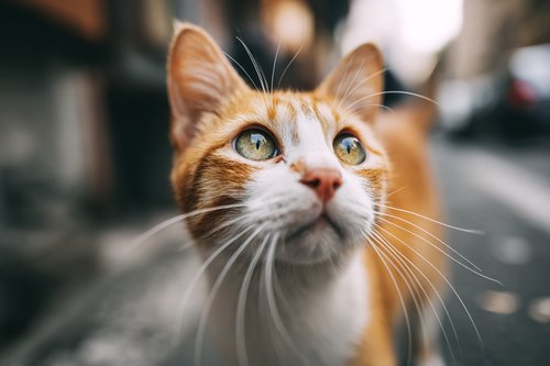 Natural Cat Cancer Support - orange and white cat with green eyes