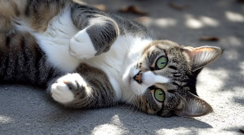 Natural Cat IBD Treatments - a cat lying on its back