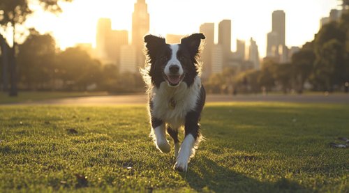 Natural Flea and Tick Prevention for Dogs - A black and white border collie playing in the park