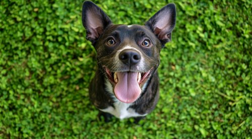 Natural Mosquito Repellents for Dogs - dog standing on the green grass with its tongue out