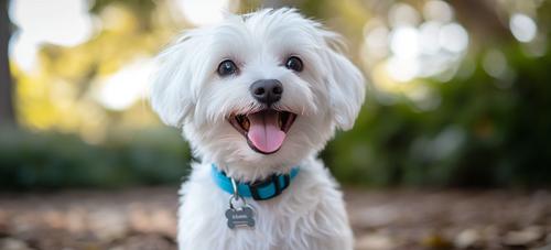 New Puppy Checklist - A white puppy with a blue collar