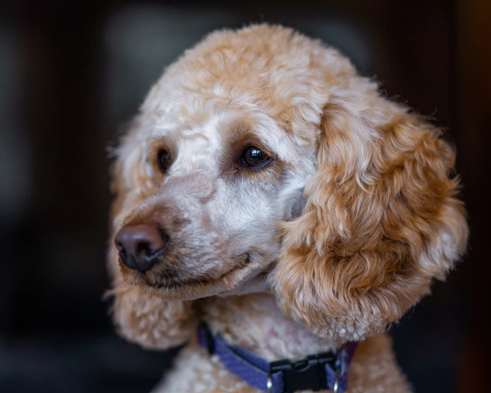 Senior Dog Poodle