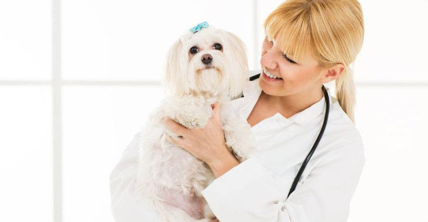 Veterinarian holding her dog.