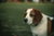 Senior beagle dog