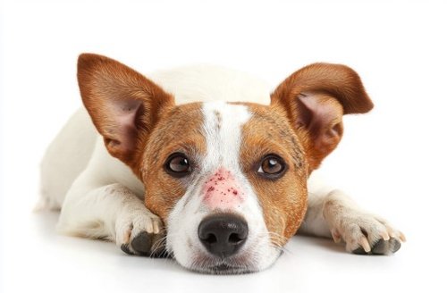 Ringworm in Dogs - dog with red skin Scale spot