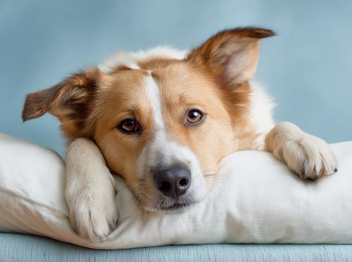 Roundworms in Dogs - an adorable dog lying on the sofa