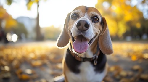 Senior Beagle Health Problems - Senior Beagle dog sitting on the ground in park