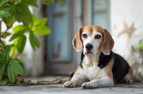 Senior Beagle Showing Signs of Cognitive Decline - a senior beagle dog sitting on the floor in front of a house door