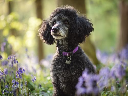 9 Gentle & Fun Exercises to Keep Your Senior Poodle Active - Senior Black poodle in the forest