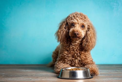 Senior Poodle Nutrition – What to Feed & Why - A senior brown poodle sits on the floor