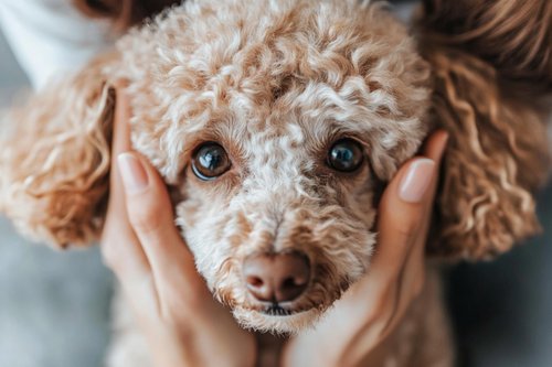 Senior Poodle Vision Issues - a person touching an old poodle's head