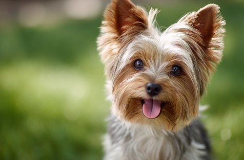 Senior Yorkshire Terriers Dental - cute Yorkshire Terrier dog with its tongue out