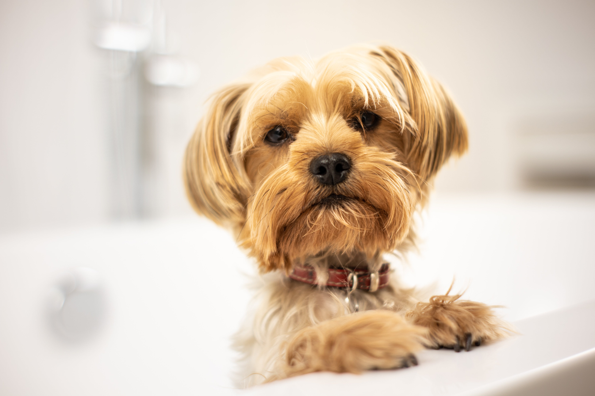 Senior Yorkshire Terriers Dental Care: Best Practices for Oral Health