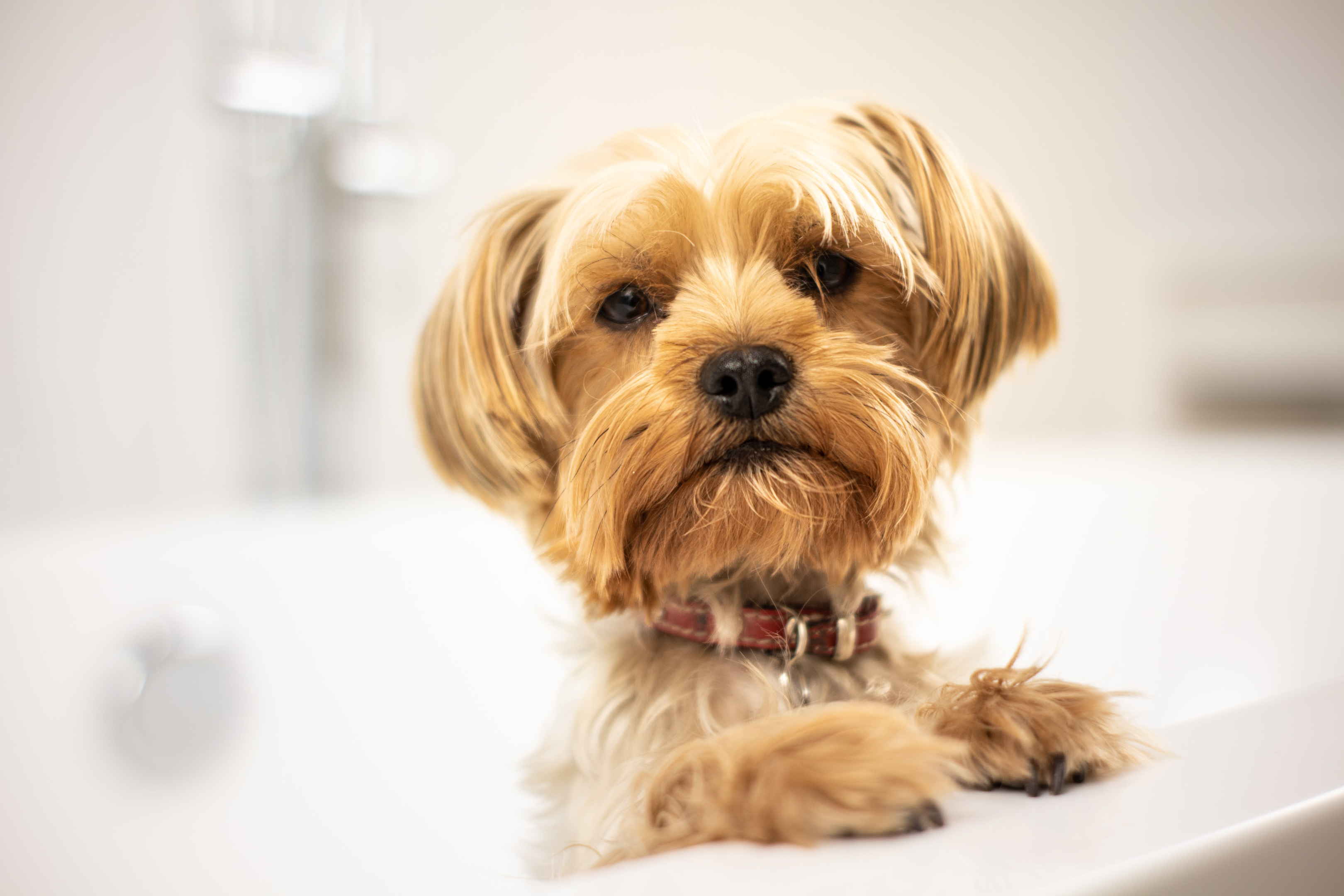 Best toothbrush new arrivals for yorkies