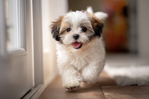 Shih Tzu Care - a cute shih tzu puppy running out of the door