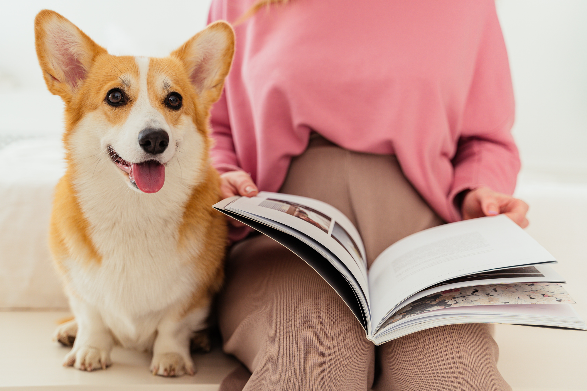Motivational corgi shop