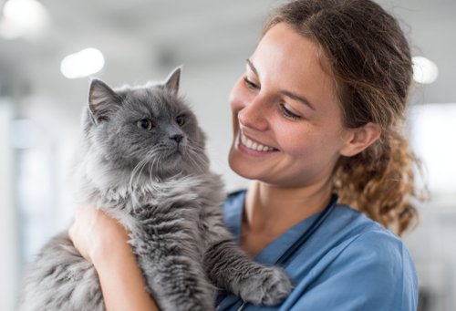 Support Blood Pressure Health in Cats -Happy young female doctor in blue gloves holding a cute ragdoll cat