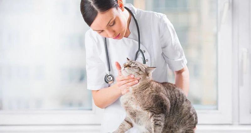 Female vet checking the cats neck.