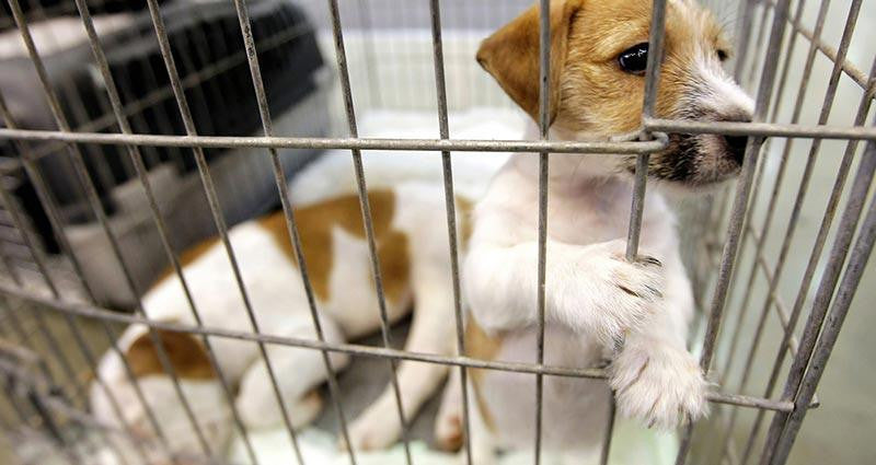 The Ultimate Guide to Pet Adoption: Pet Adoption Myths 2023