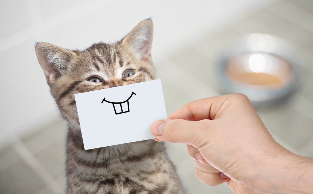 The 10 Funniest Questions Pet Nutritionists Have Been Asked