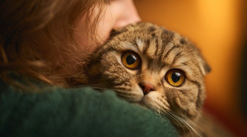 The Best 10 Natural Home Remedy Antibiotics for Cats - scottish fold cat in a woman's arms