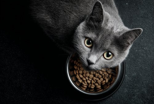 The Best Vet-Approved Diet for Cats with Cancer  - grey cat eating dry food out of a bowl