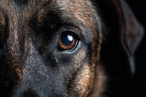 The Top 9 Dry Eye in Dogs Natural Remedies - close-up of a dog's eye