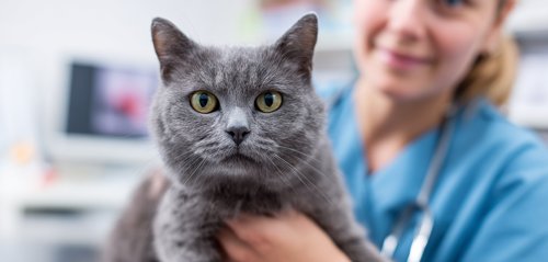 Top 10 Cat Health Issues & How to Prevent Them - an animal hospital nurse holding and examining the grey cat