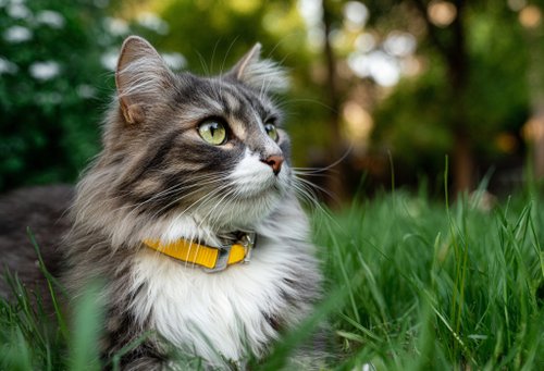 Top 4 Vet-Approved Remedies for Cat Kidney Disease - a long-haired cat with gray and white fur is sitting in the grass