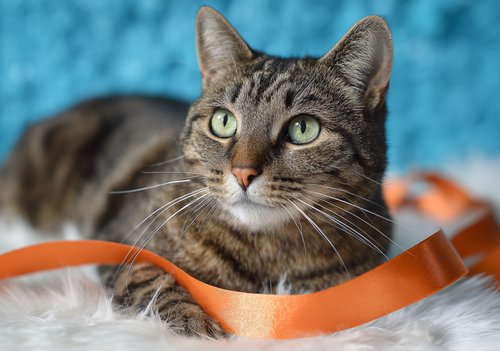 Top 6 Vet-Verified Natural Remedies for Cat Colitis - a brown and gray tabby cat with green eyes lies on a white fur surface