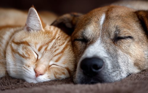 Top 7 Natural Approaches to Holistic Pet Healing - a cat and dog sleeping together
