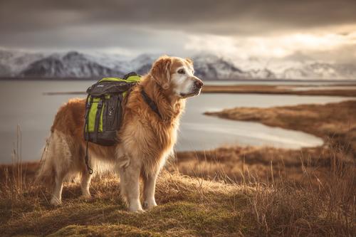 Top 8 Exercise Mistakes to Avoid for Senior Golden Retrievers - a senior golden retriever wearing a backpack