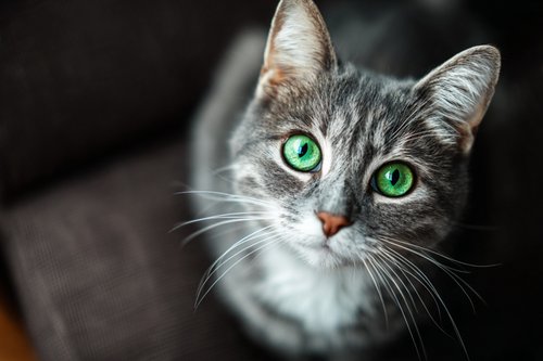 Top 8 Hairball Home Remedies - adorable gray cat with bright green eyes