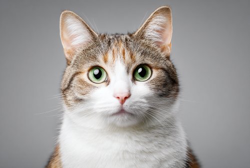 Top 8 Vet-Approved Natural Remedies for Feline Kidney Failure - american shorthair cat with white and brown fur