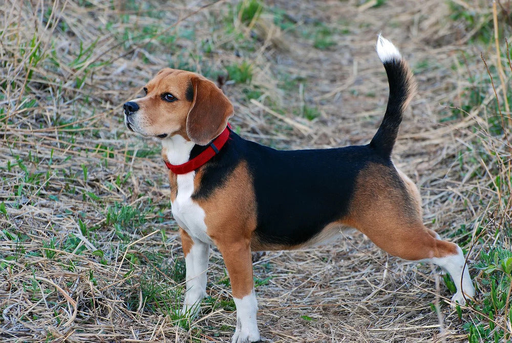 healthy looking senior beagle