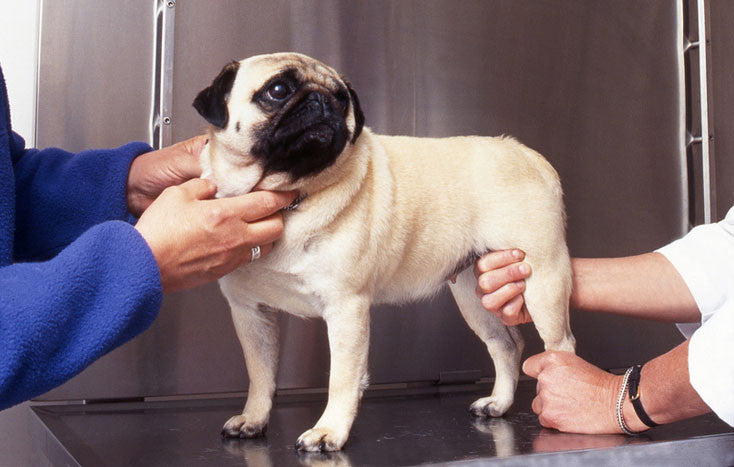 What you REALLY Need to Know About Dog Arthritis
