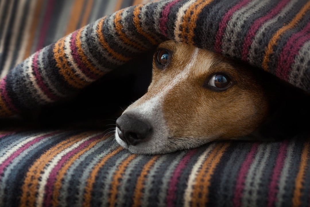 What Is Liver Cancer in Dogs, And How Can It Be Treated?