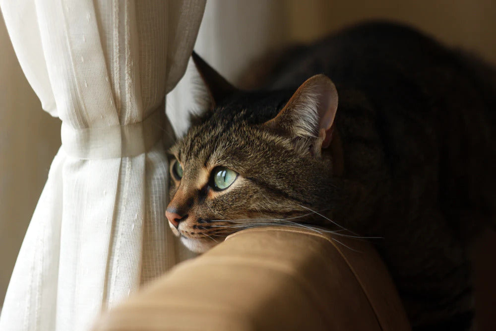 Cat laying on the chair.
