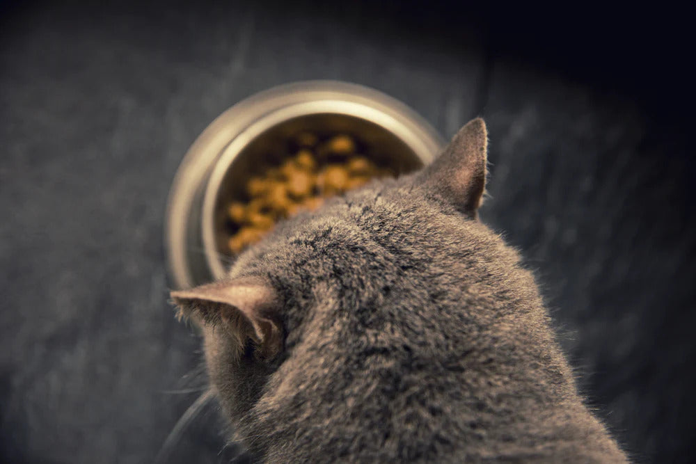Cat ready to eat.