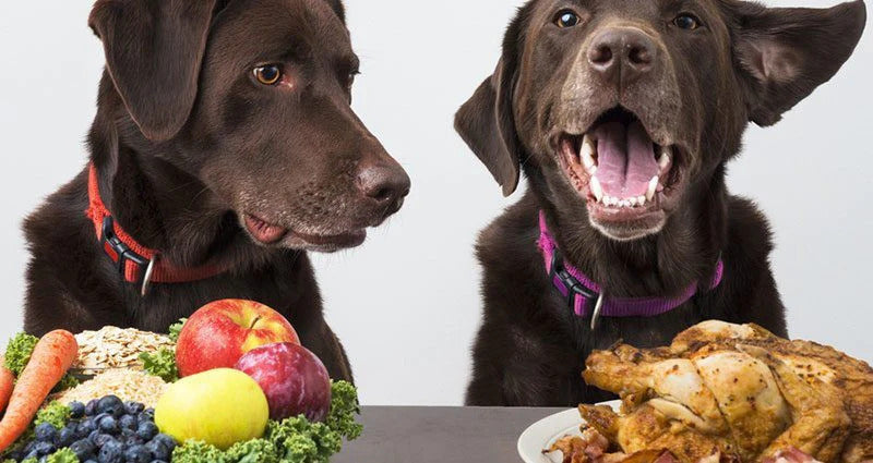 Two dogs picking what plate they should choose.