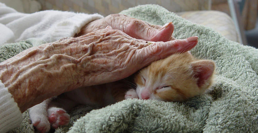 Old woman petting the kitten.