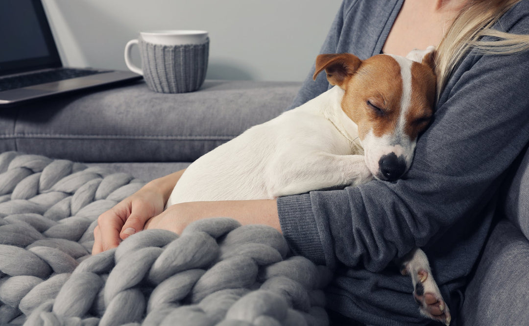 What You Should Know About Prostate Cancer in Dogs