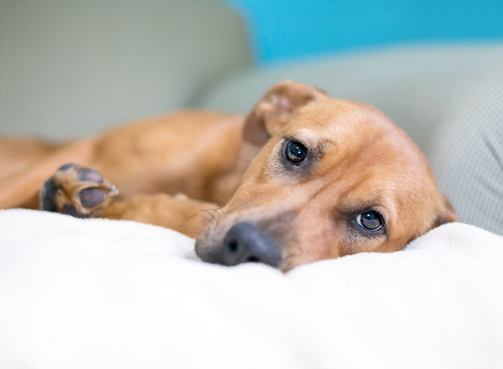 You Should Check Out These 7 Natural Remedies for Roundworms in Dogs