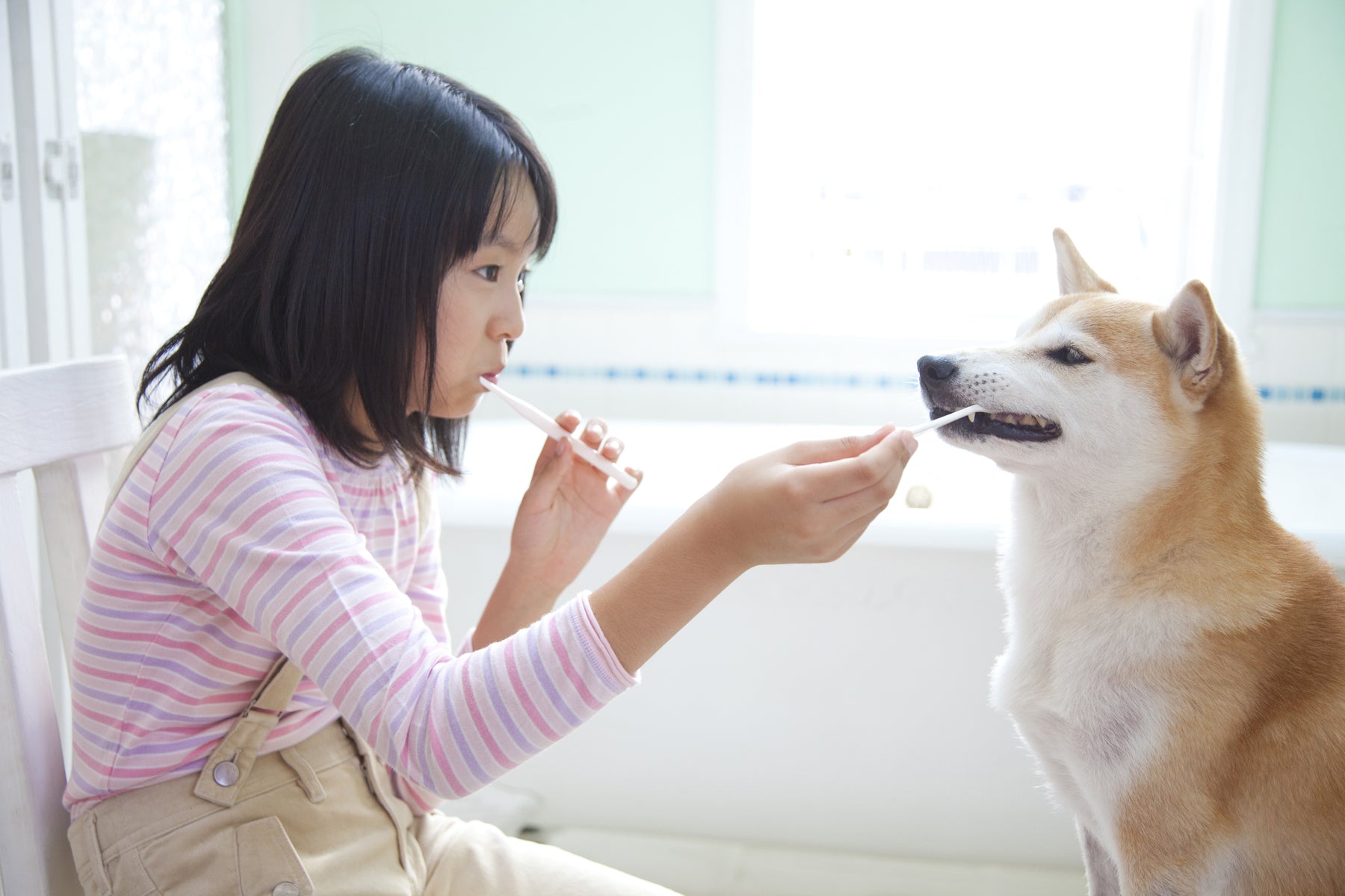 Your Pet Will Love Tooth Brushing After This!