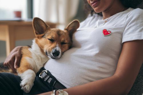 Your Ultimate Guide to Senior Pembroke Welsh Corgi Grooming - woman sitting in her chair petting the Corgi