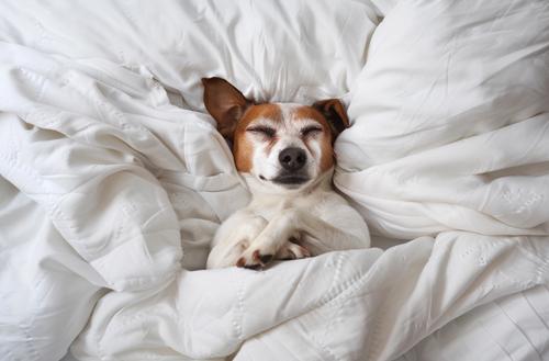Increase dog white blood cell count - a dog sleeping under the covers on his bed with white sheets