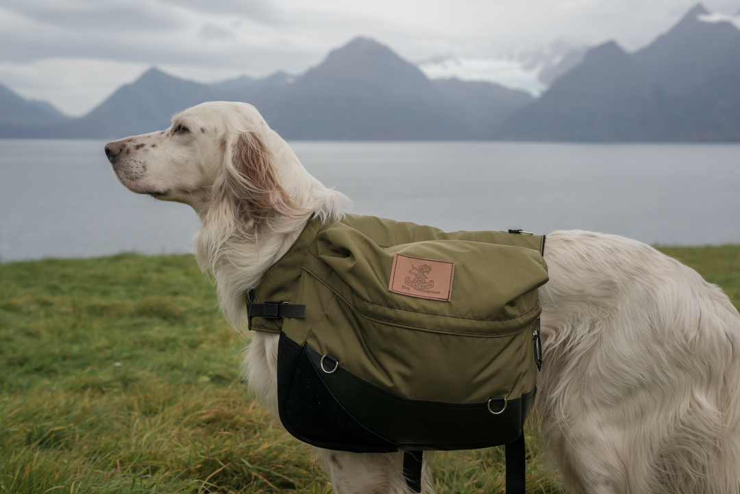 Light Golden Retriever Standing on Green Grass during Daytime