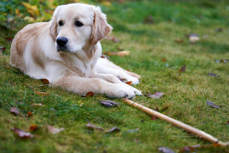 Golden retriever dog lying on the grass