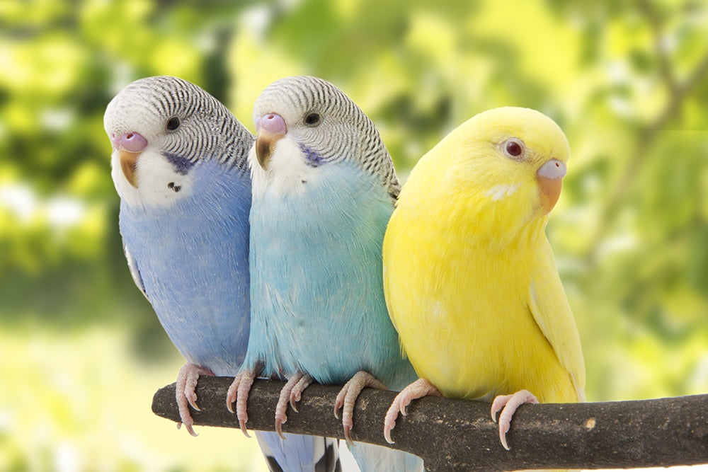 THREE THINGS TO KNOW ABOUT YOUR PARAKEET