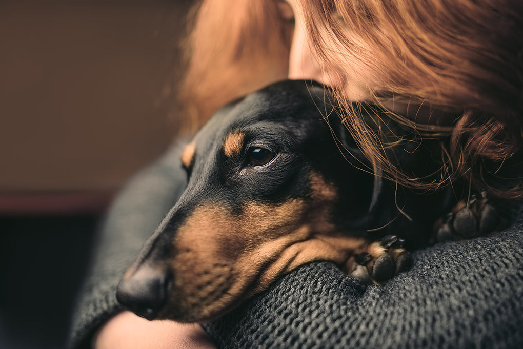 Complete Guide to Dog Cancer: Types, Symptoms and Treatments